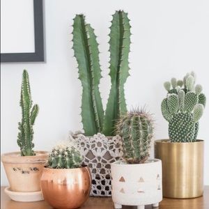 Meet your Posher, Esmeralda